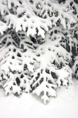 ist2_1106932-snow-on-evergreen-tree