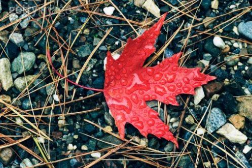 Single_Red_Maple_Leaf_with_Raindrops